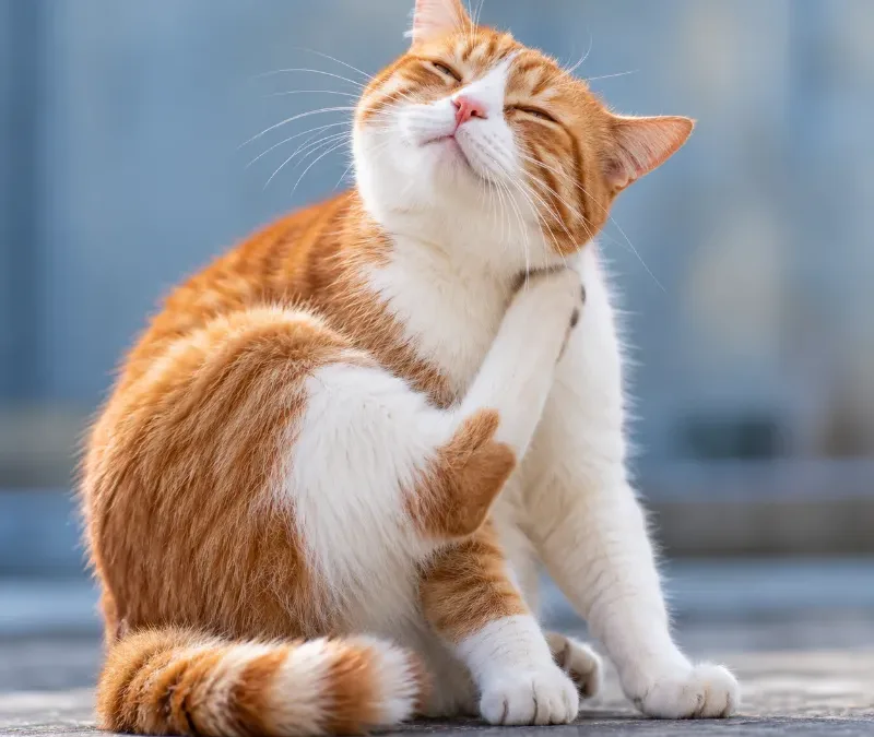 Prurito