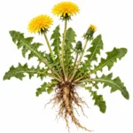 Pianta di tarassaco con fiori, foglie e radice: rimedio depurativo di primavera
